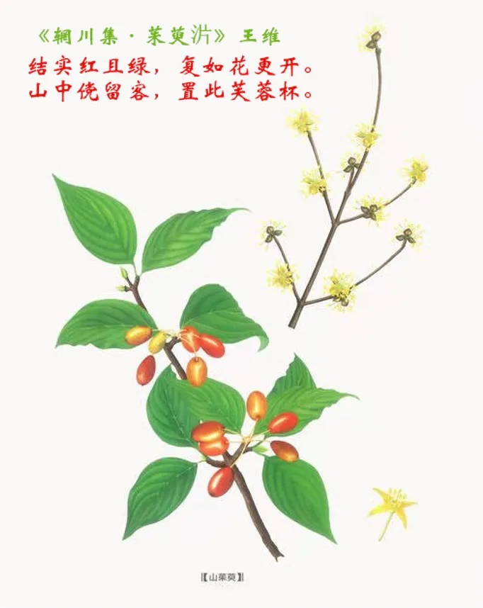 “红衣仙子”落凡尘,平补抗衰就属它——山茱萸