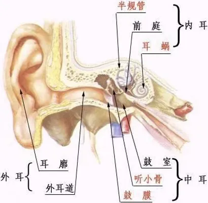 如何轻松给耳朵做“SPA”