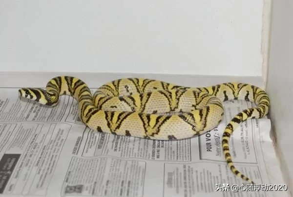 这是世界上最美的一种蛇，数量极其稀少，就连照片都非常珍贵