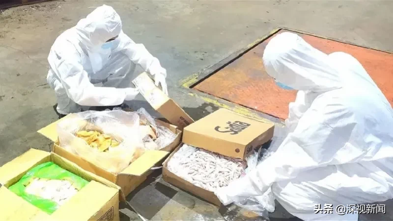 进口冷冻制品安全吗？安全！深圳多部门联动，将病毒拒之门外