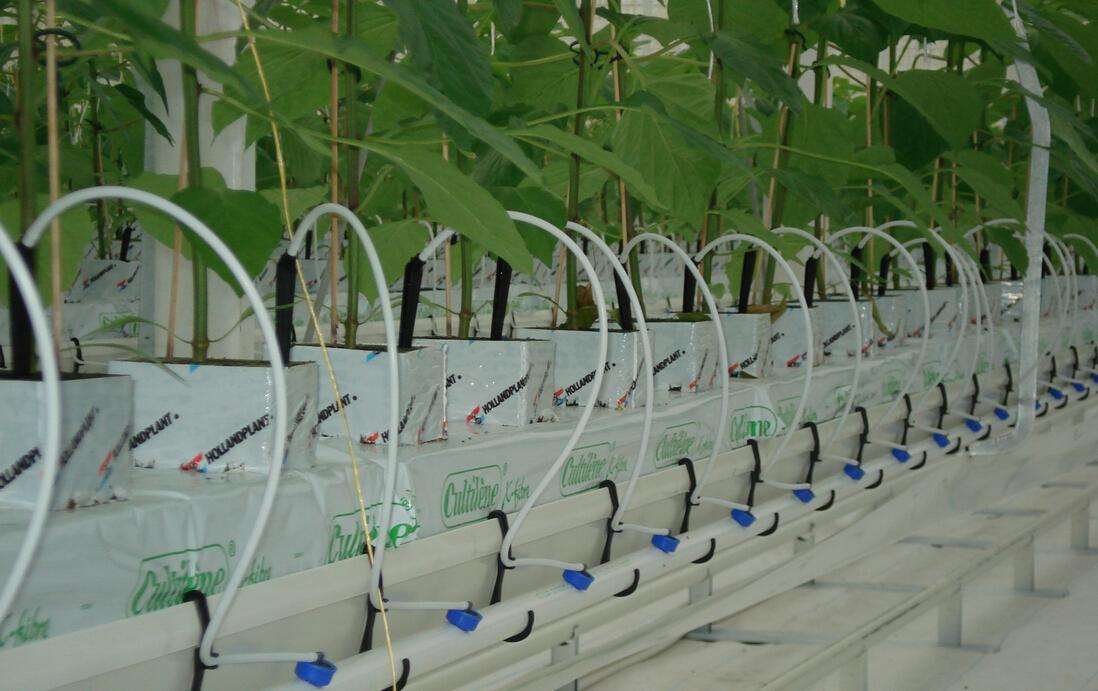 植物偷偷“說話”，卻被科學家識破，第三次農業變革或將發生