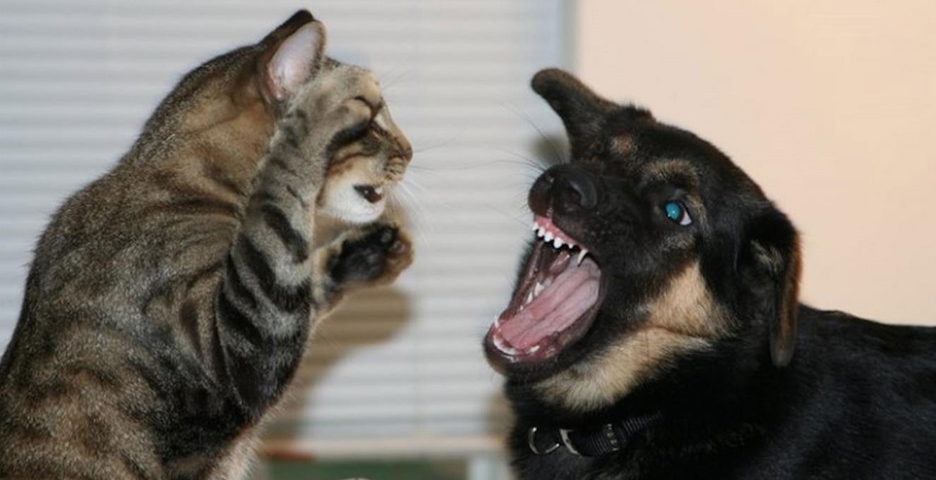 持續千萬年的貓狗大戰：貓科入侵滅了30種犬科，直接把一家族滅門