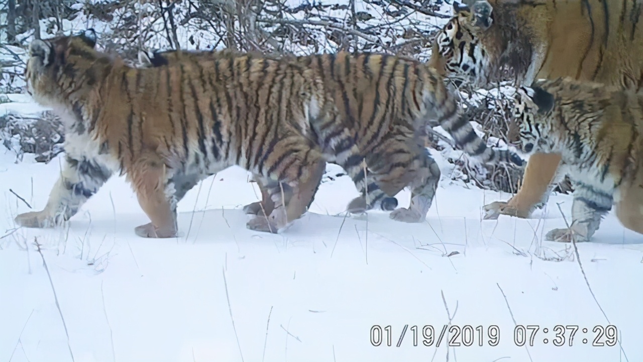 東北虎的三次遷徙浪潮，持續時間上百年，當下是關鍵時期