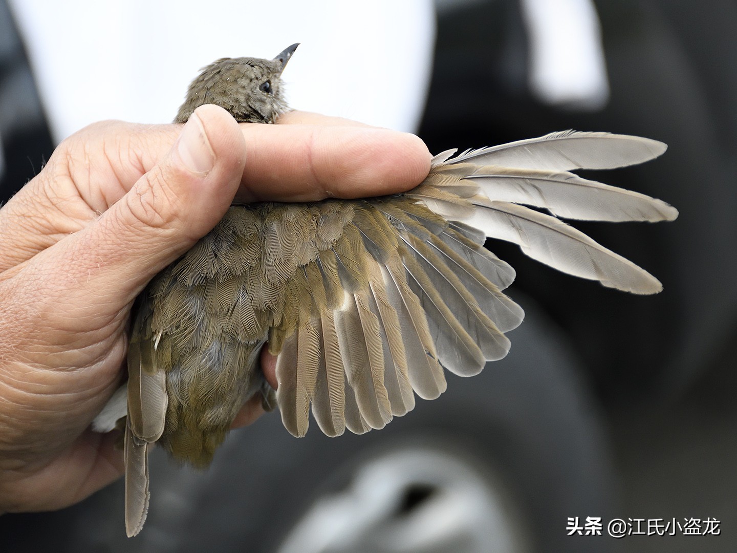 來自中國的羽毛恐龍是這麽換羽毛的