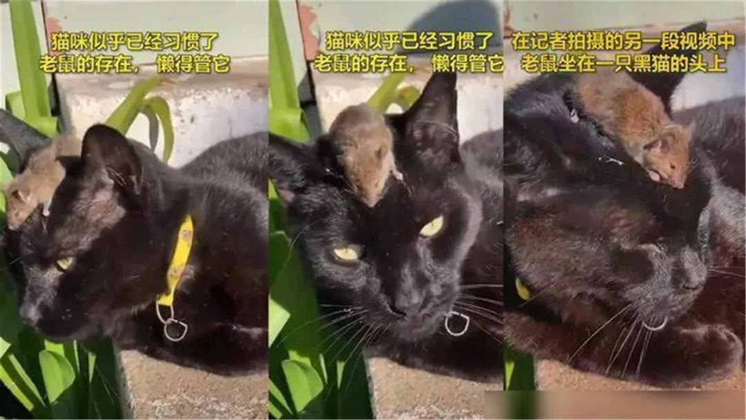 三条坏消息传来，英法混乱升级，美国后院起火，澳大利亚爆发鼠灾
