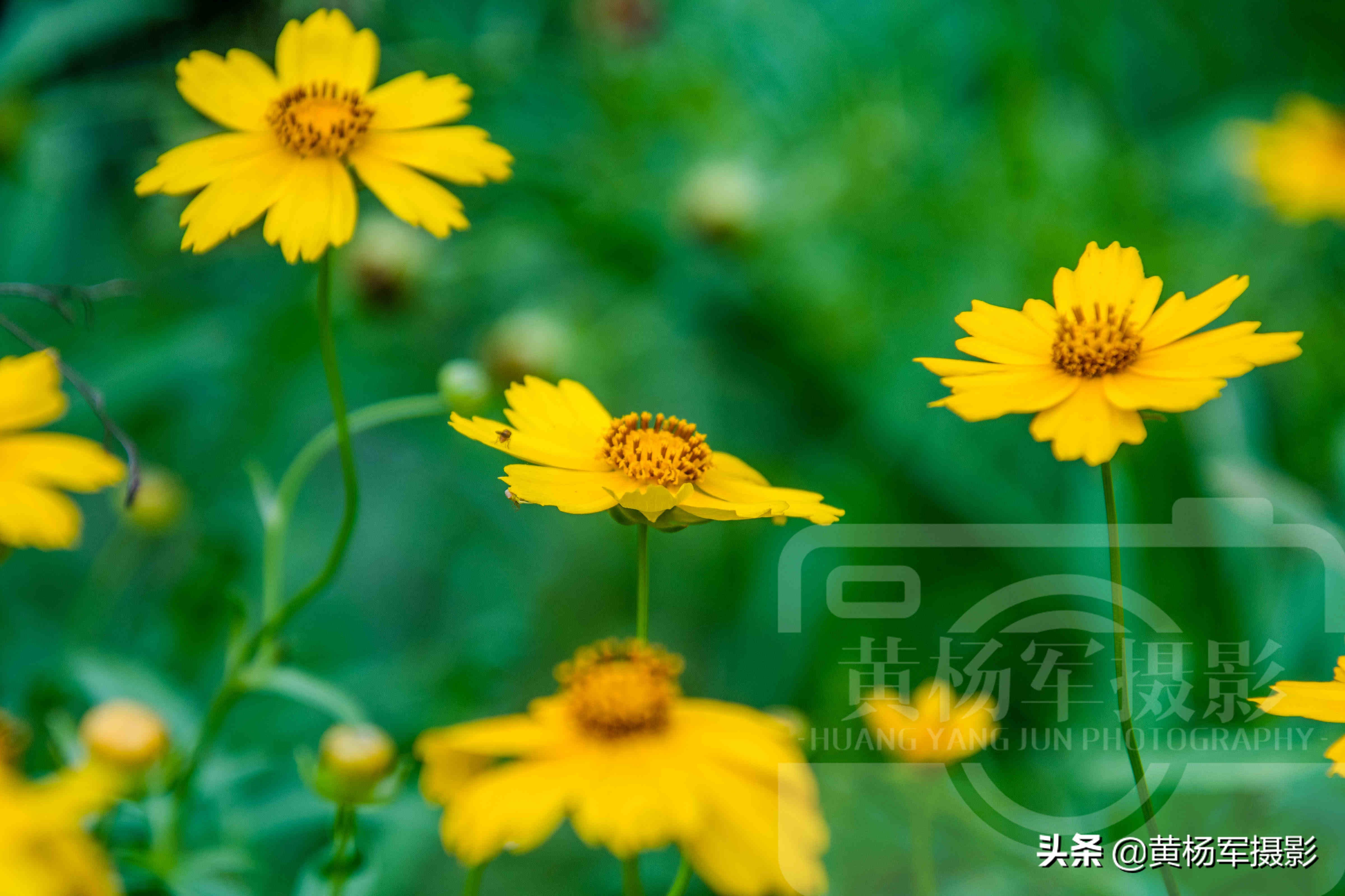 夏日盛开美如画的金鸡菊 金黄的花朵惹人爱 花繁叶茂的菊科植物 酷生活网