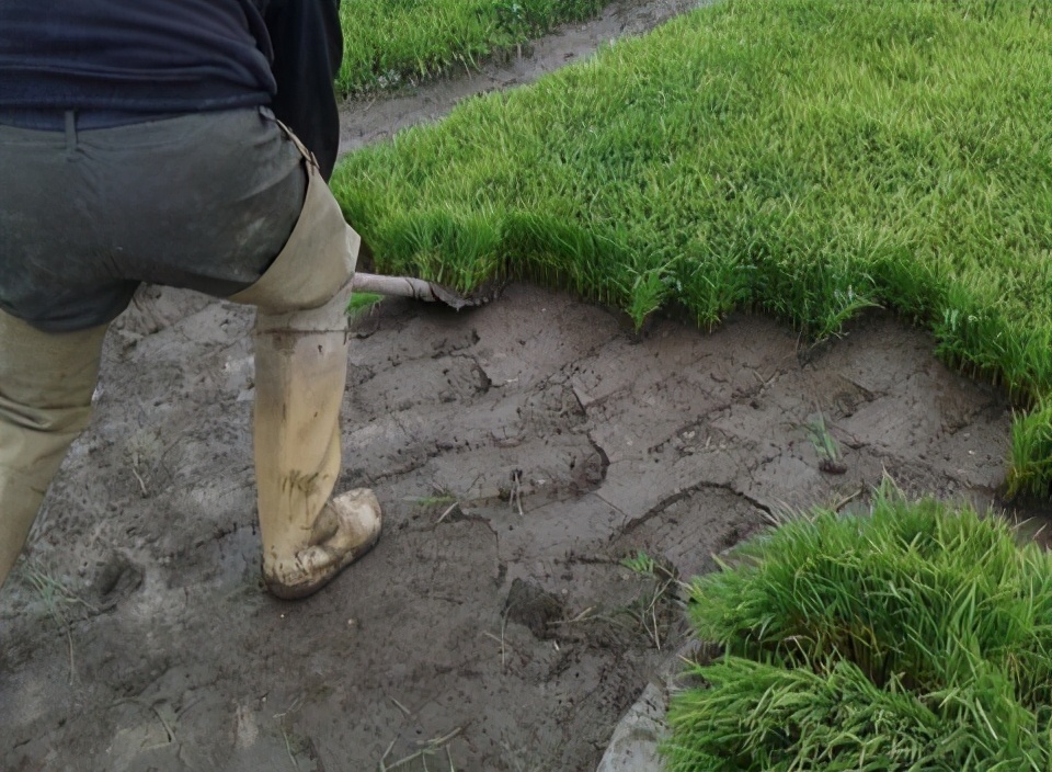 水稻栽培技術 要想水稻高產量 每個步驟都要細心去管理 鄉村小華168 Mdeditor