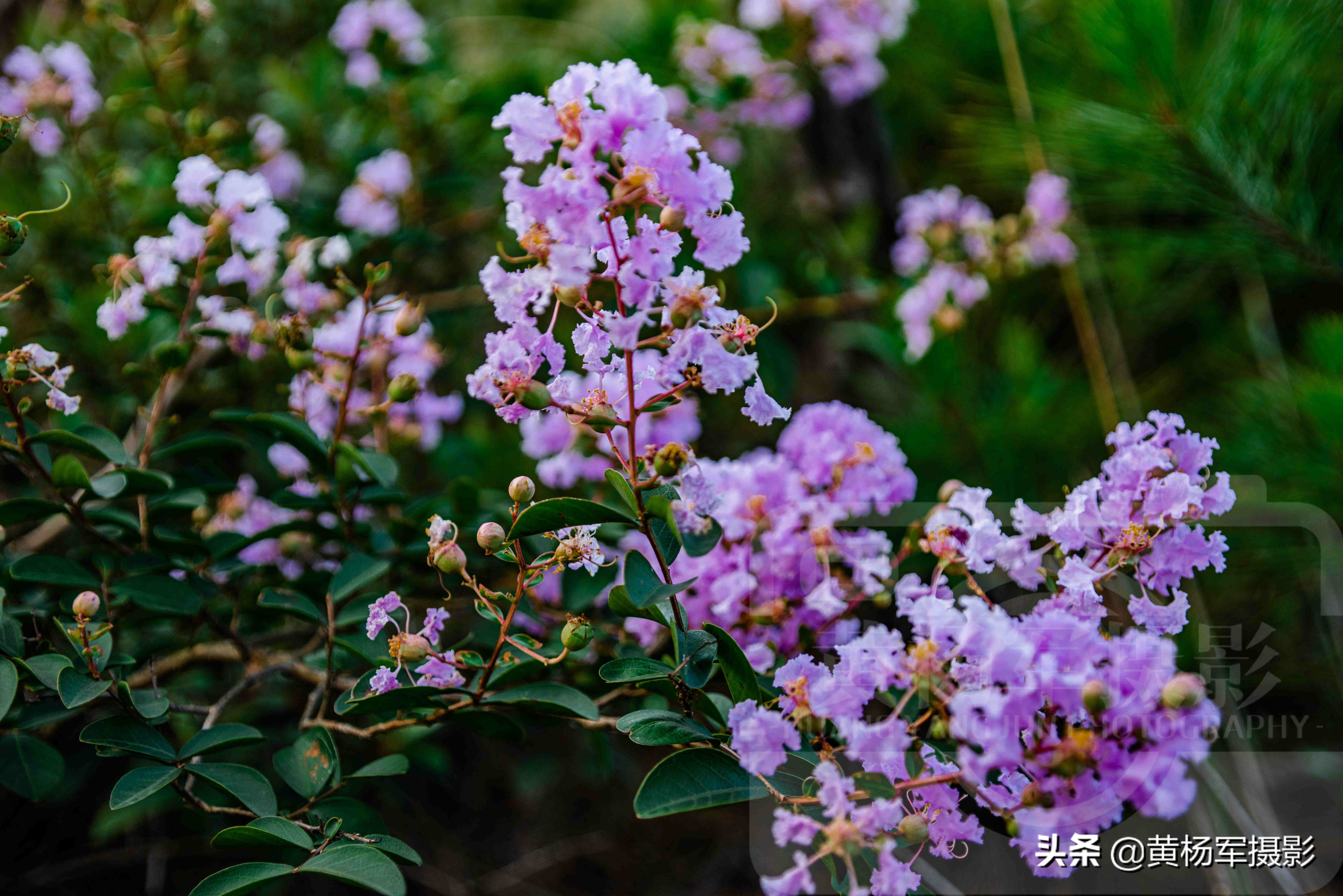 紫薇花娇艳怒放的美丽 紫色的花朵开满青山 百态多姿的花特漂亮 黄杨军摄影 Mdeditor