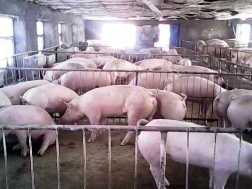 养好保育猪的关键？环境、饲养