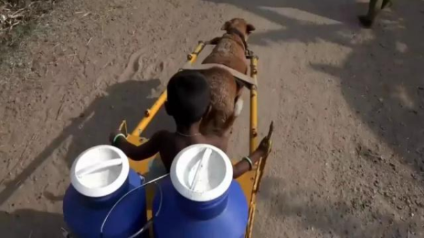 世界上最勤劳的狗，每天替主人运送50升牛奶，坚