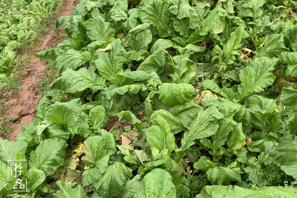 山城人民最宝贵的遗产，2处让世界惊艳，2个技艺造就重庆味道