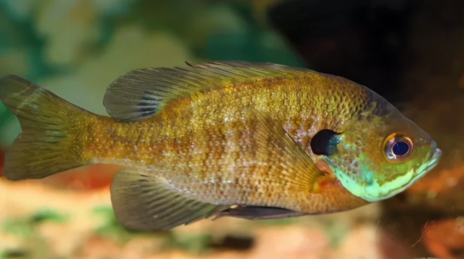 酷似罗非鱼的太阳鱼水中的嫦娥仙子