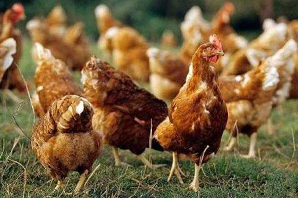 法国专家：跟不上中国人的思维，上万只鸡就解决世界性难题