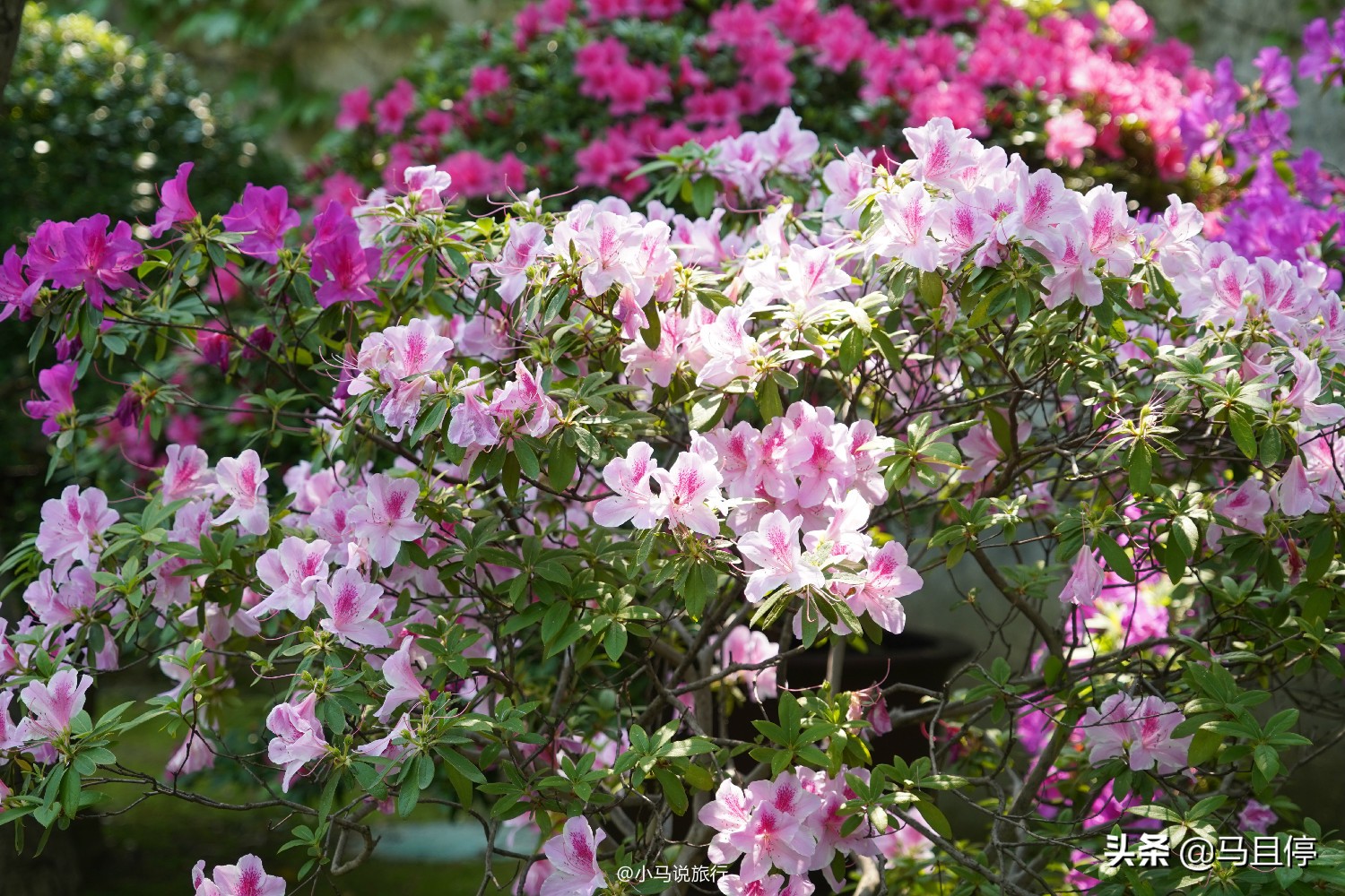 Check in the niche gardens in Suzhou, the exterior looks ordinary, but the scenery inside is rich and beautiful
