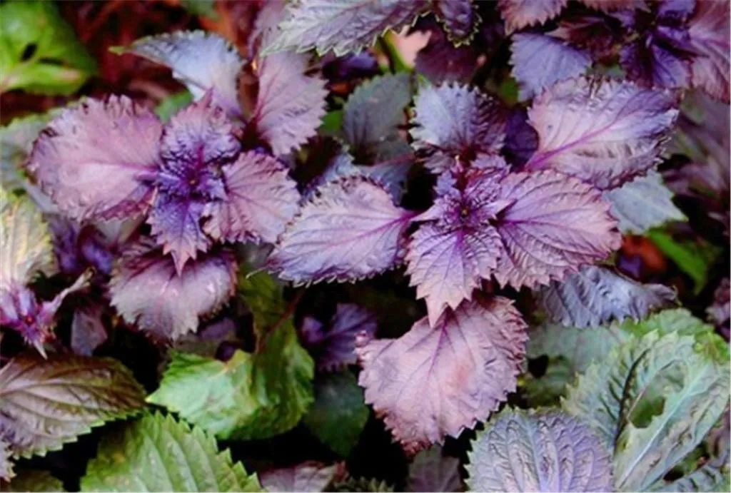 你以為紫蘇只食葉嗎 盆栽紫蘇不同的生長階段可收穫4種類型 種在陽臺上 Mdeditor