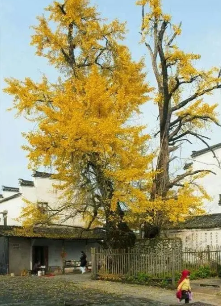 安徽一千年古村，民风淳朴风景优美，被称为“唐朝模范村”