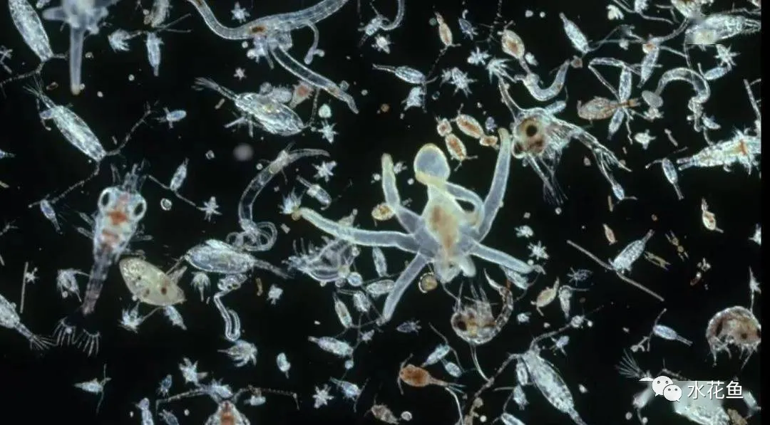 浮游动物与水产养殖:不能多也不能少,保障水生态系统的生物平衡