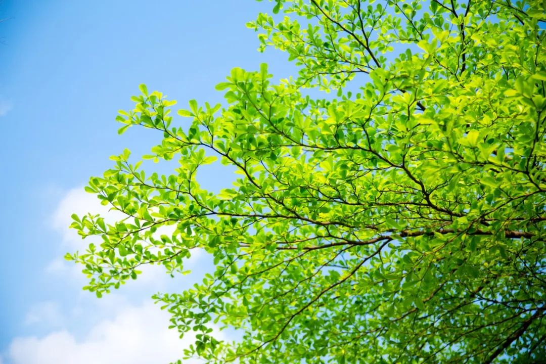 立夏的六种美：风暖人间草木香，绿树阴浓夏日长-第4张图片-诗句网