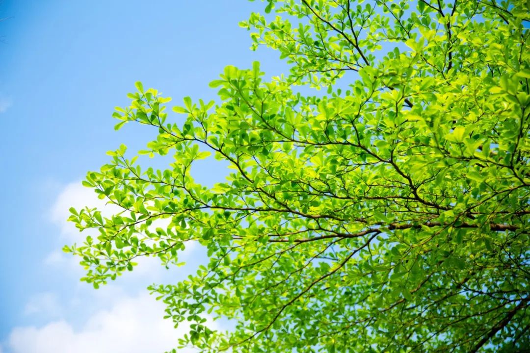 立夏的六种美：风暖人间草木香，绿树阴浓夏日长-第4张图片-非凡网