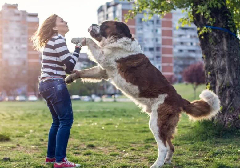 狗狗向你示好的5个行为，出现的次数越多，证明越爱你