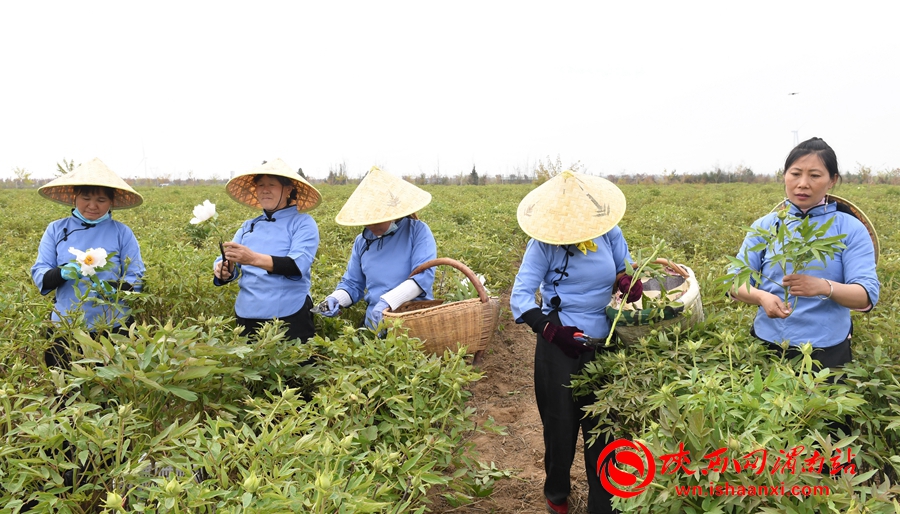 第四屆洽川旅游文化季牡丹嘉年華精彩紛呈 美食美景等你來解鎖（組圖）