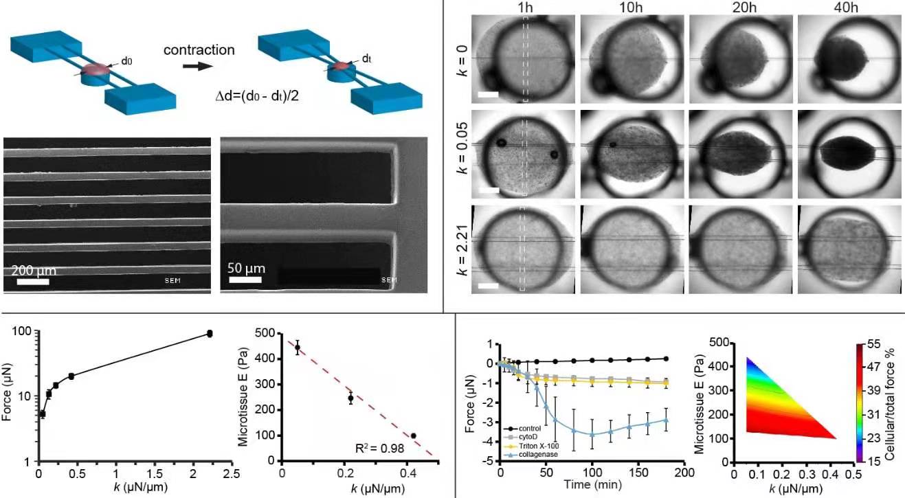 �ҹ�����ϸ��΢��֯������ѧ�о�ȡ����Ҫͻ��