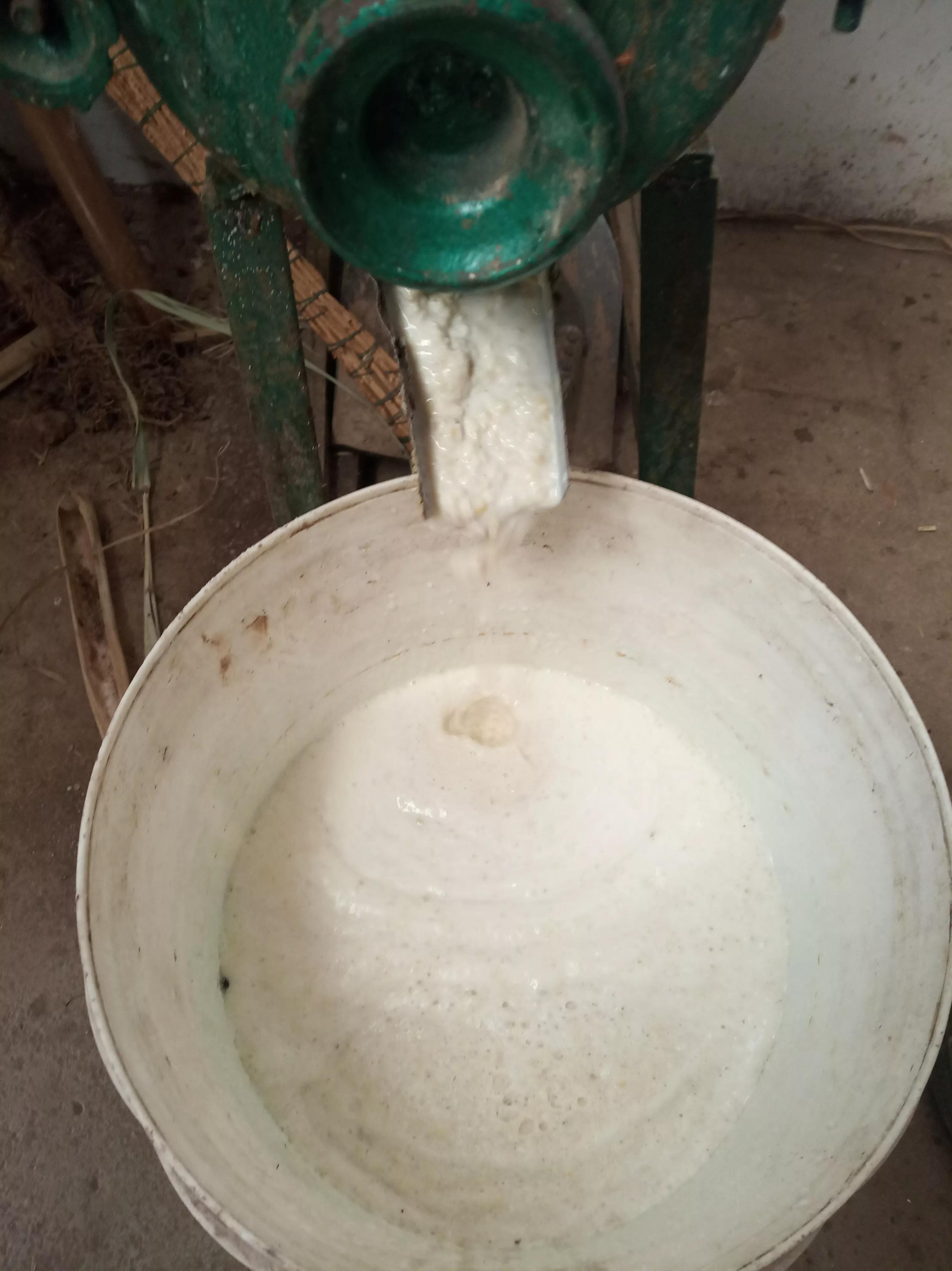 低温给小龙虾投喂豆浆和豆粕到底需不需要煮熟？直接投生的就行