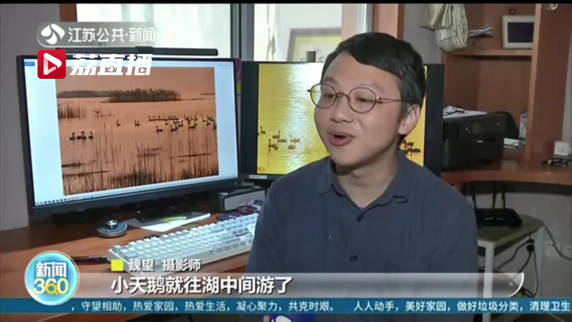 变身&ldquo;天鹅湖&rdquo;！南京石臼湖在秋冬之际迎来一批过冬小天鹅