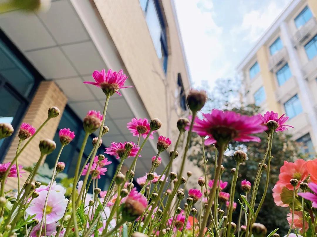 带上五官到校园里寻找春天——成都市华中附小大自然的语文课