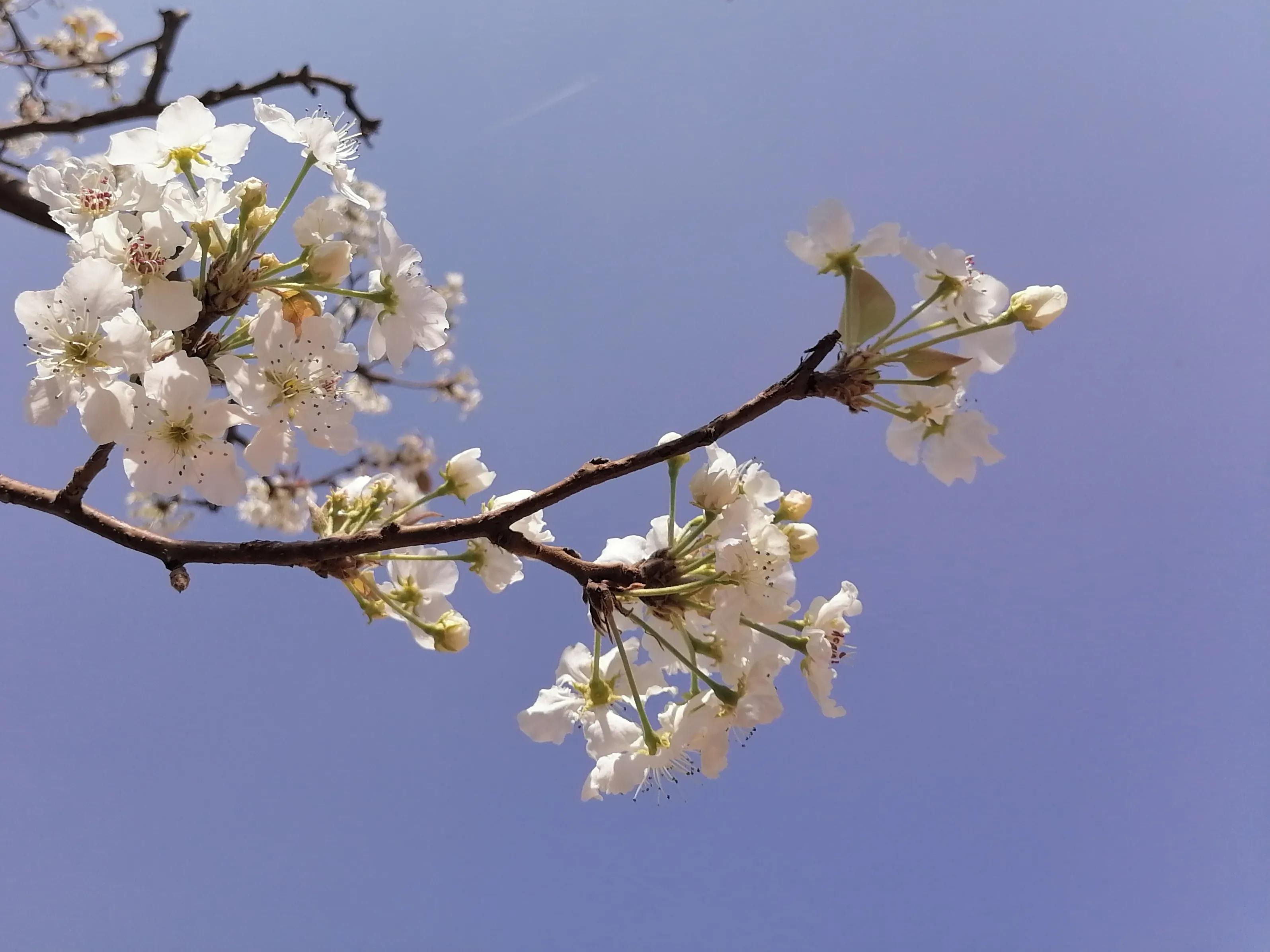 The most beautiful pear spends Yunnan: Show Gong Moxi the operatic circle