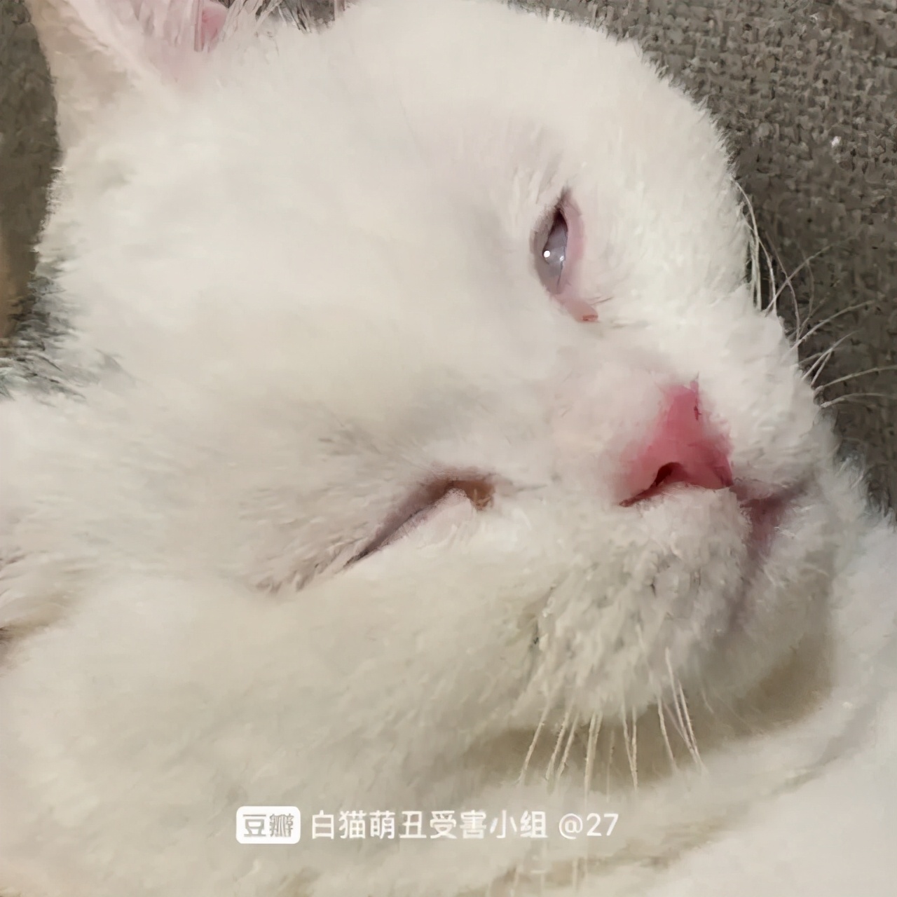 救命 我家的猫越长越丑了 每日豆瓣 Mdeditor