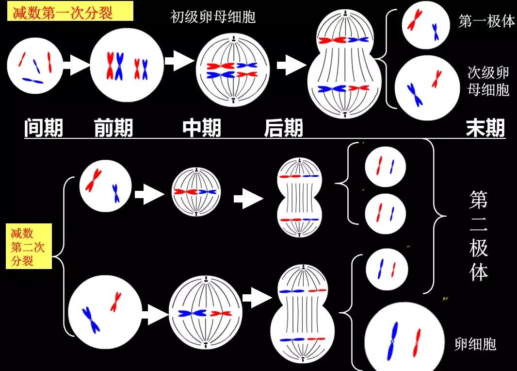 减数分裂实验的原理 分析行业新闻