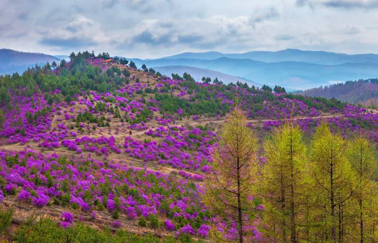 黑土湿地之都双鸭山 | 万紫千红总是春