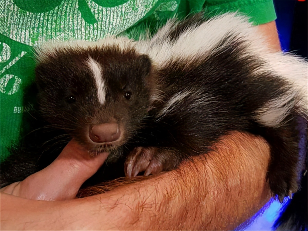 警察接到舉報有人偷養保護動物 結果上門後 貓咪 來找我的嗎 萌族文化 Mdeditor