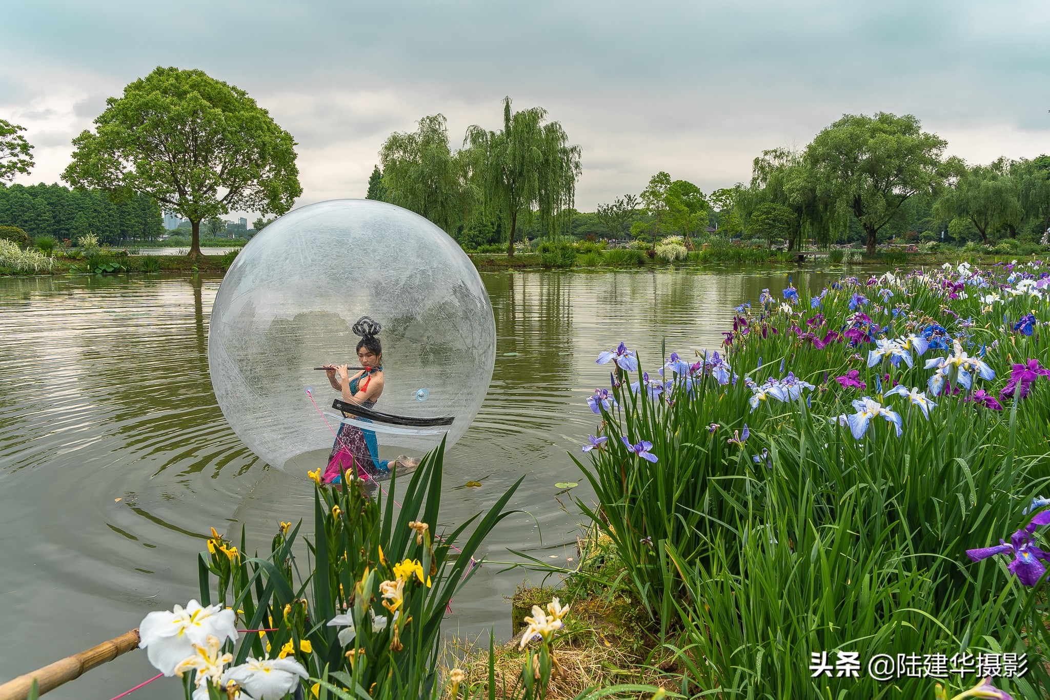 太湖黿頭渚花菖蒲園 愛的伊甸園 陸建華攝影 Mdeditor