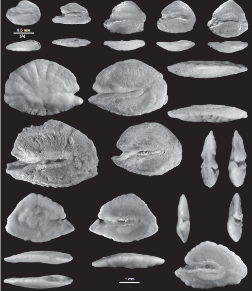 鱼耳石小石头有大作用
