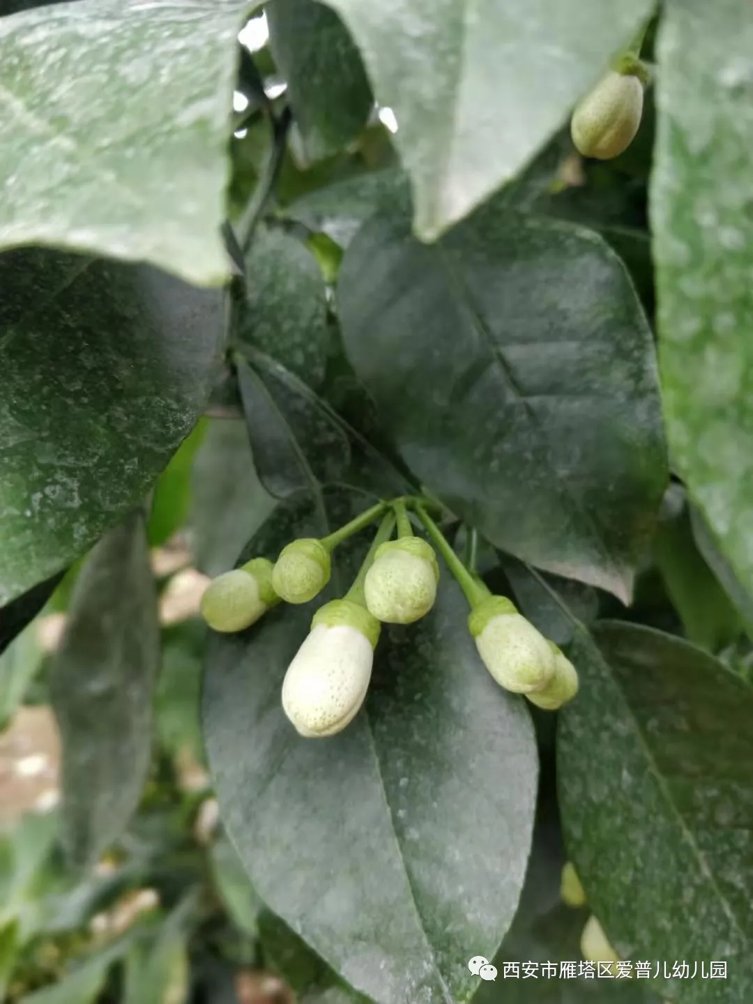 ����عˡ����ն��׶�԰�а�����ѧ��ʵ�߽���δ��