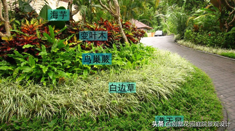 別墅庭院常用植物分享，附照片及名字標注（珍藏版）