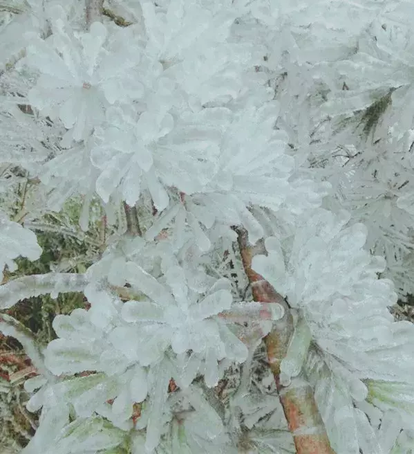 不用去看故宫的雪！钱塘江畔的冰雪霸屏了……美翻了整个江南！