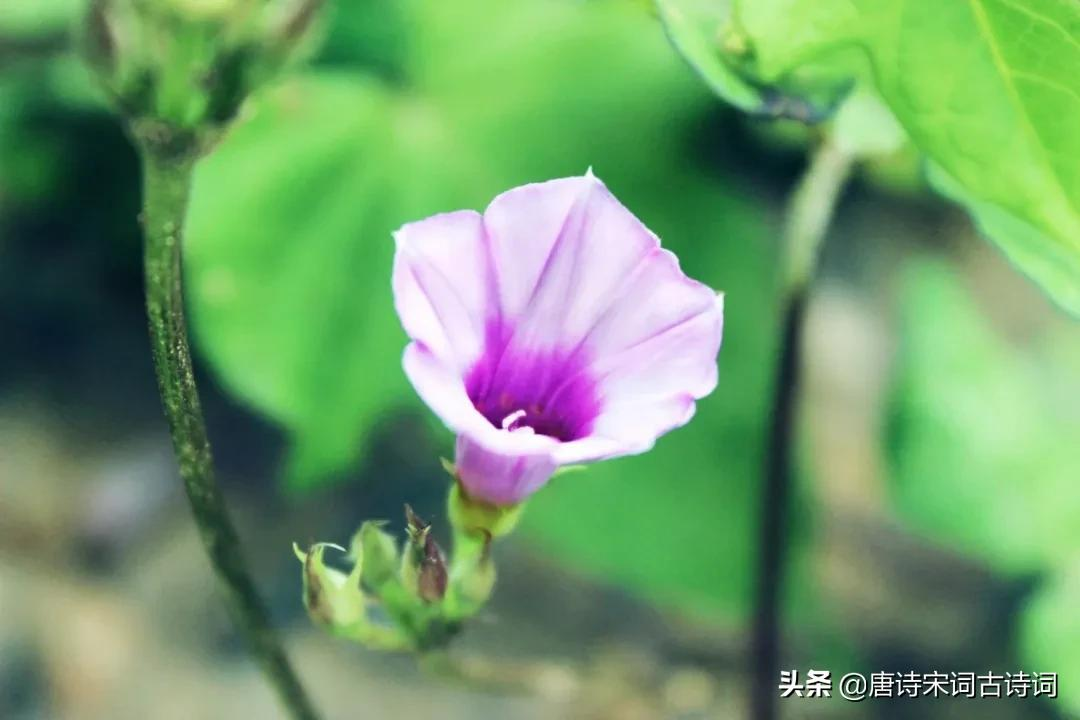 离离牵牛花，萦蔓绕业棘