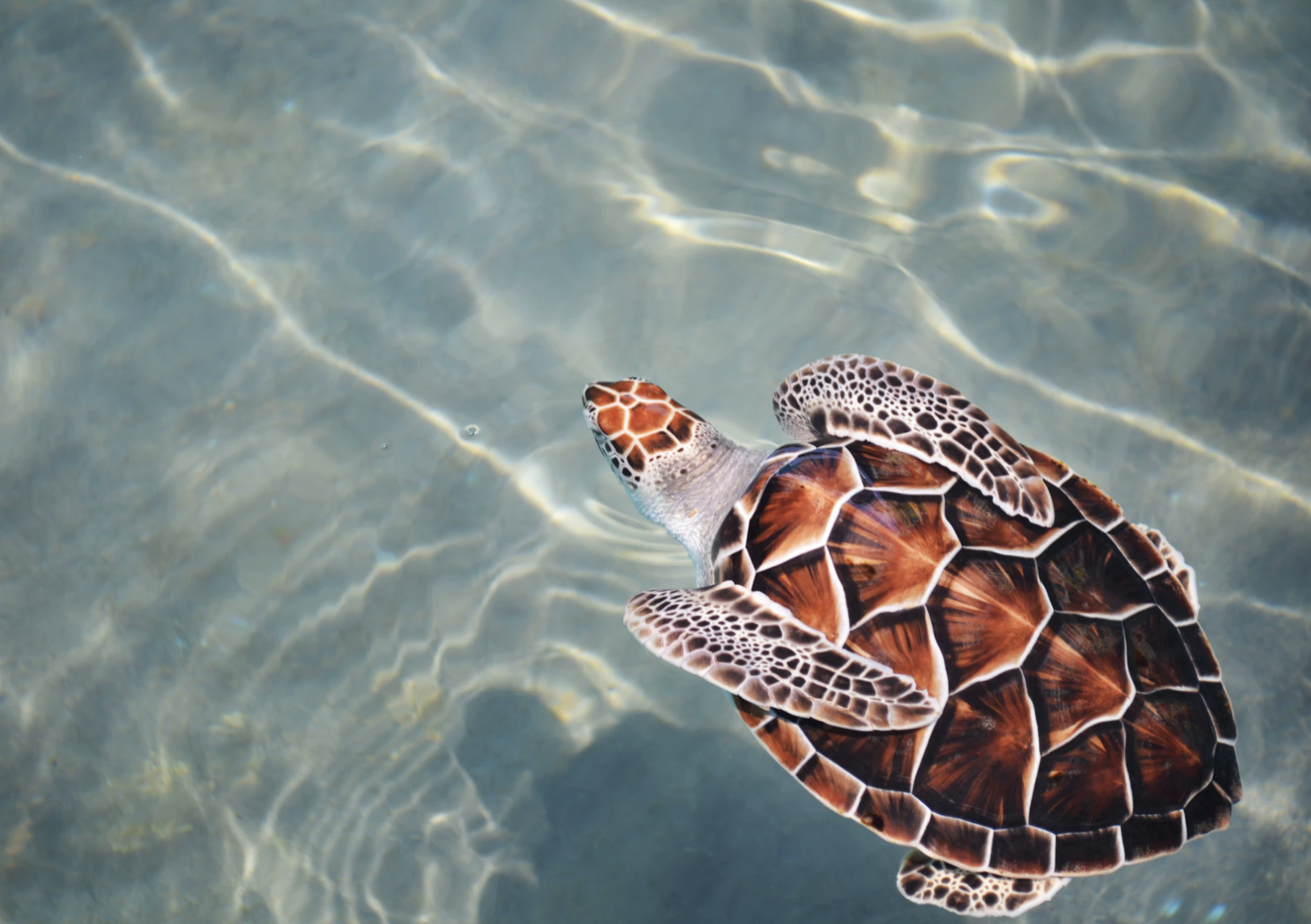 How Fast Is Turtle Speed The Small Sea Turtles Per Shelveled They Are Staged Inews