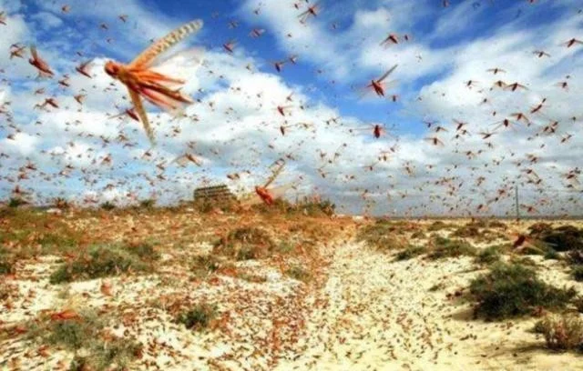 为何古代闹蝗灾，会有无数人饿死，难道古人不