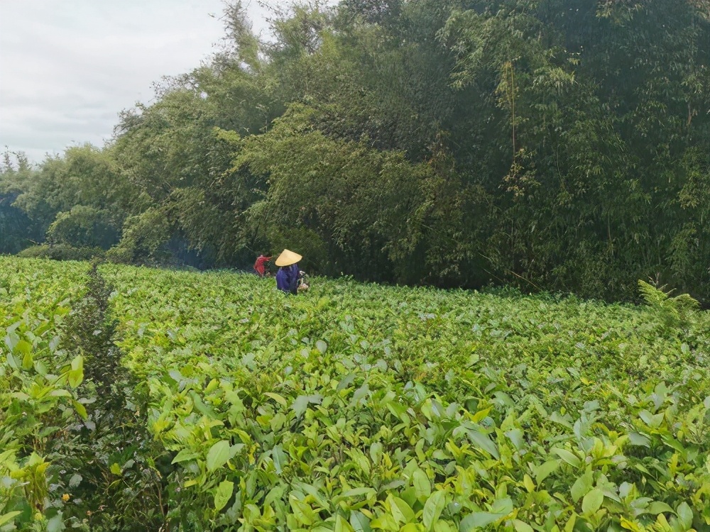 让茶园返璞归真，回归人工除草