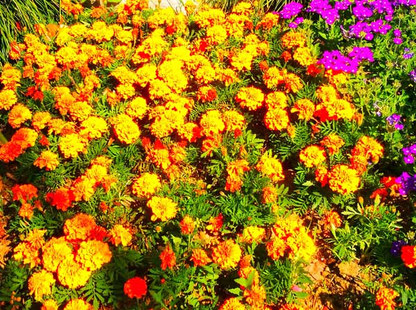 浙江旅游：绍兴兰亭书圣故里采风行（图）