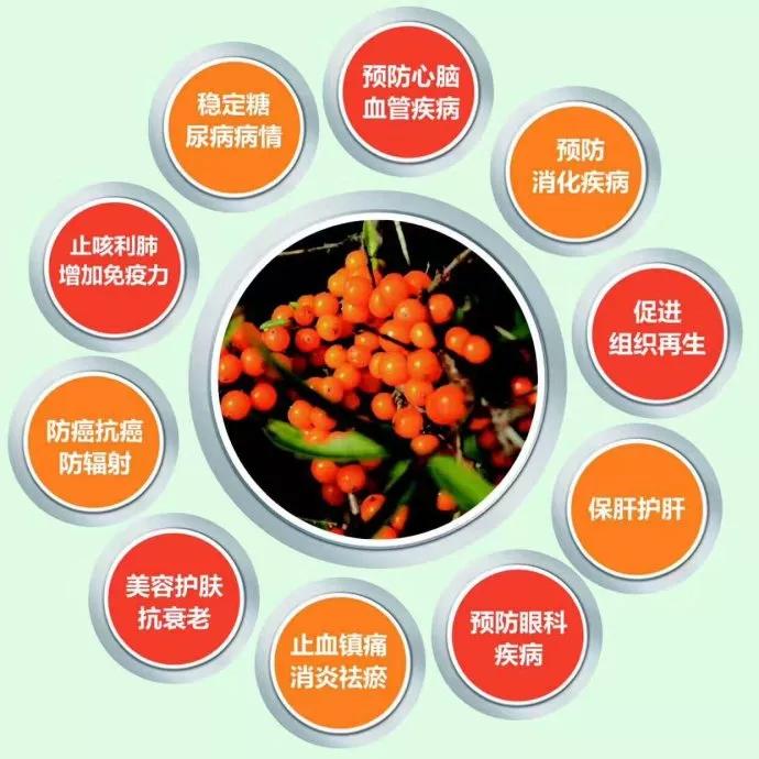 沙棘颗粒有什么作用沙棘颗粒的功效与作用及禁忌