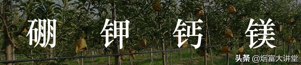 种植维纳斯黄金®苹果的果农朋友们,这个你一定要看