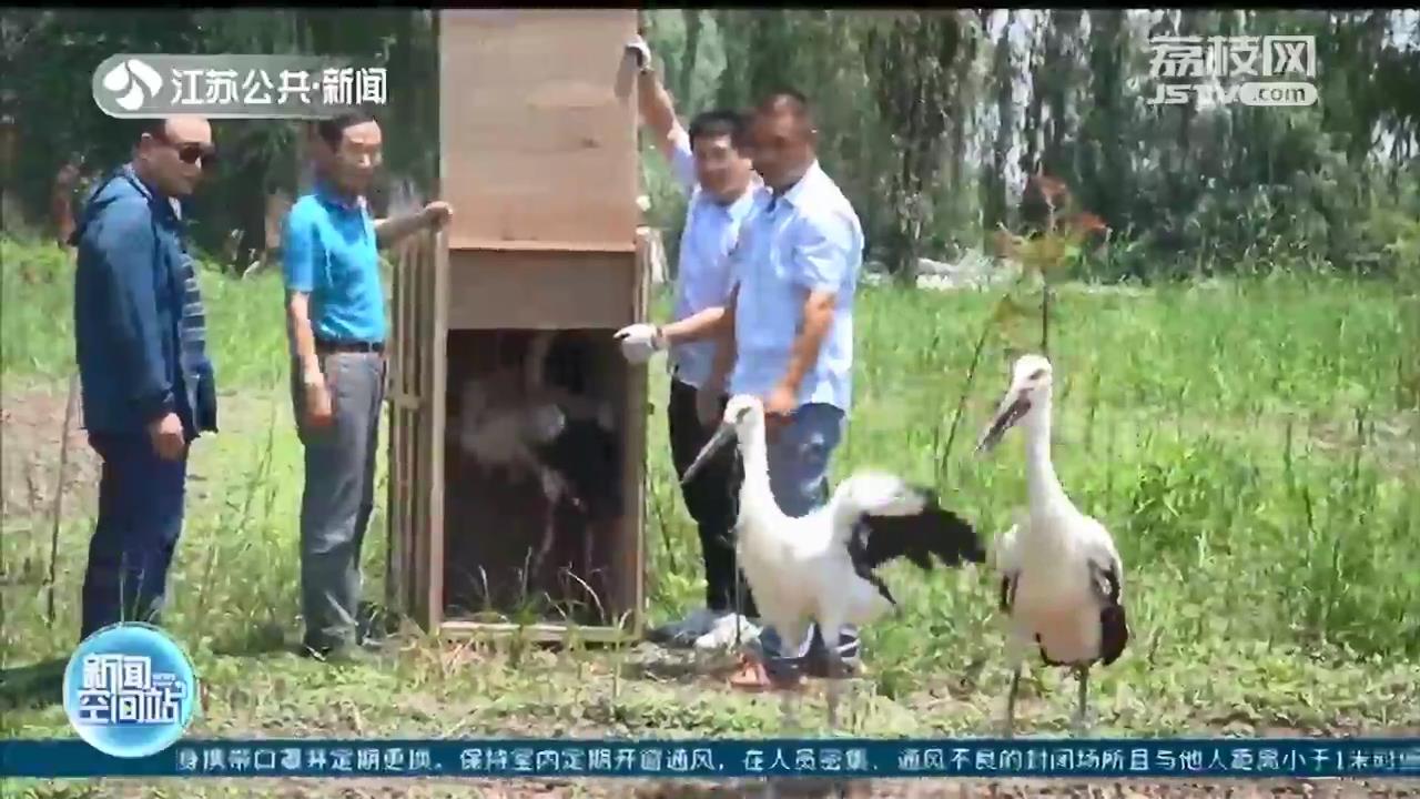放飞自然！受伤东方白鹳扬州痊愈