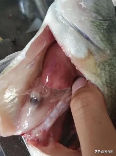 高温易发热应激，鱼肝胆病频发，金肝利胆助鱼儿稳过小盛夏