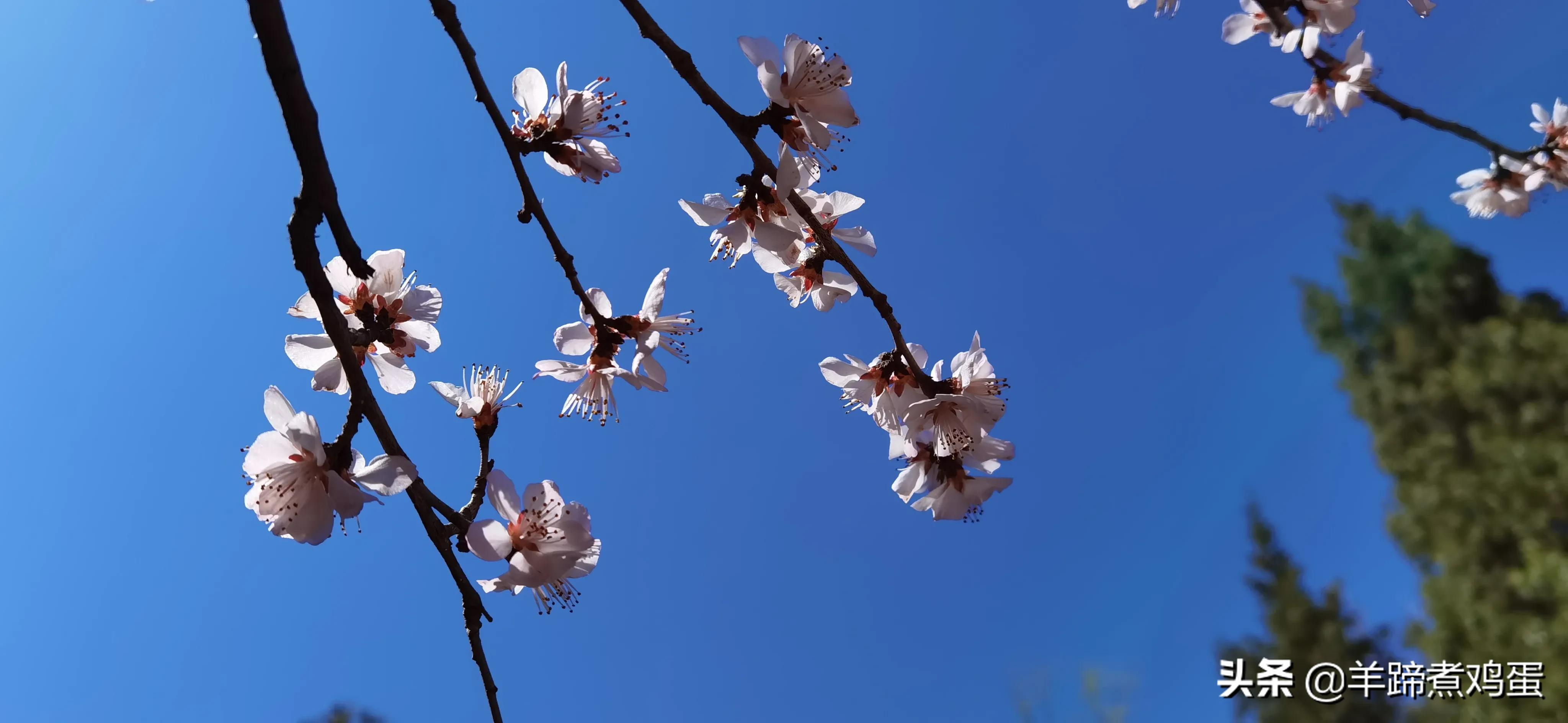 几度沉浮寒冬远柳绿花红绽春容 北京朝阳公园春日花红 羊蹄煮鸡蛋 Mdeditor