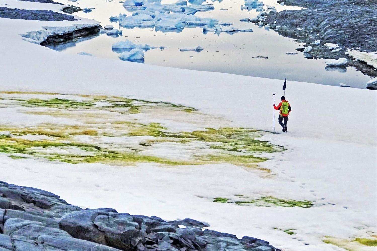 南极又一次出现西瓜雪，这下人类真的要警惕了